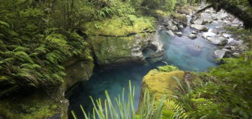 Co-location – Conservation International Aotearoa