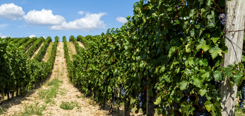 Cultivating a ‘sixth sense’ for the viticulture industry using virtual reality