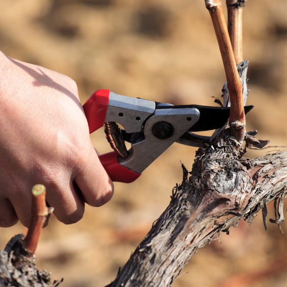 Viticulture vine pruning