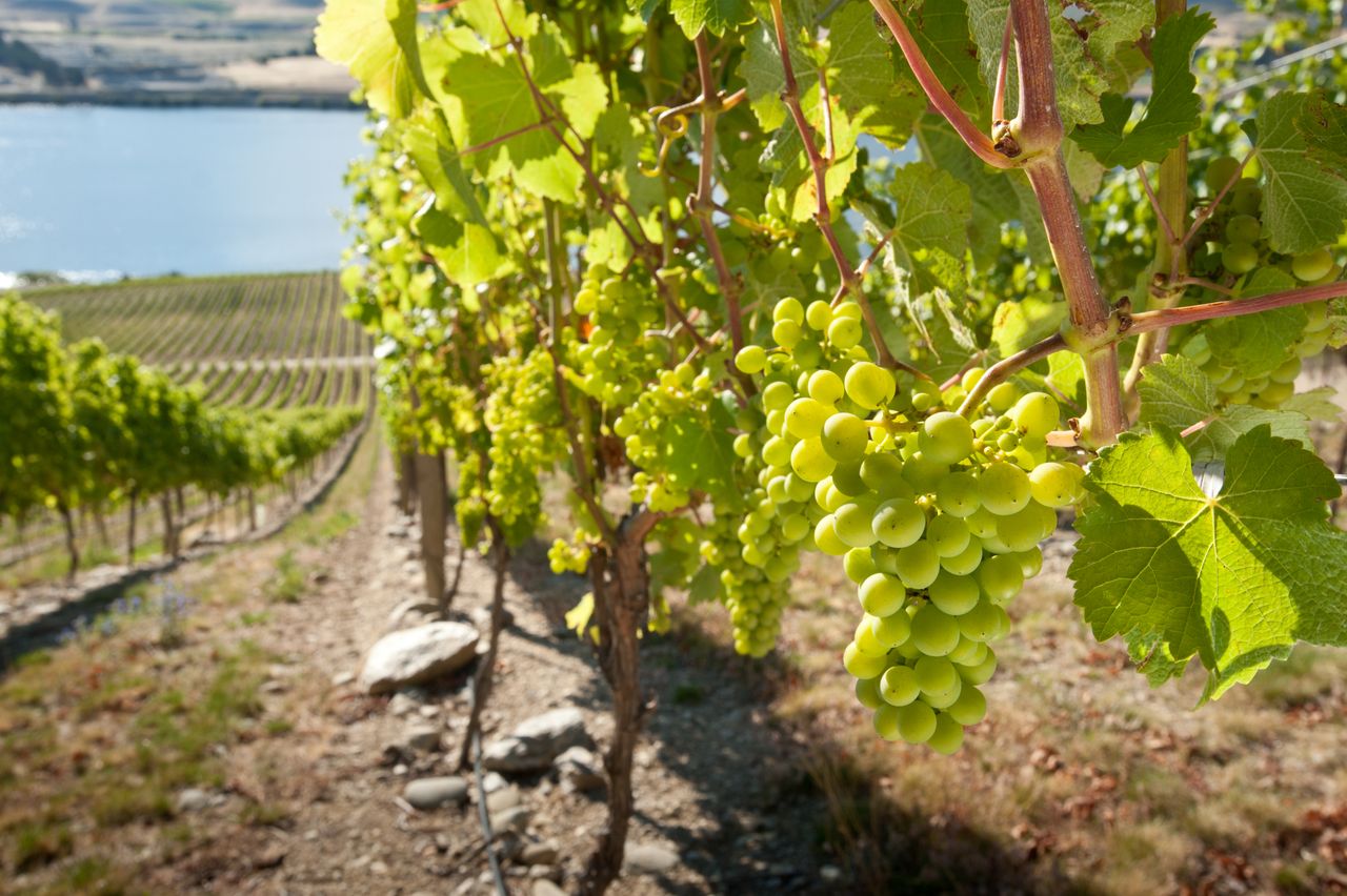 Cultivating a ‘sixth sense’ for the viticulture industry using virtual reality