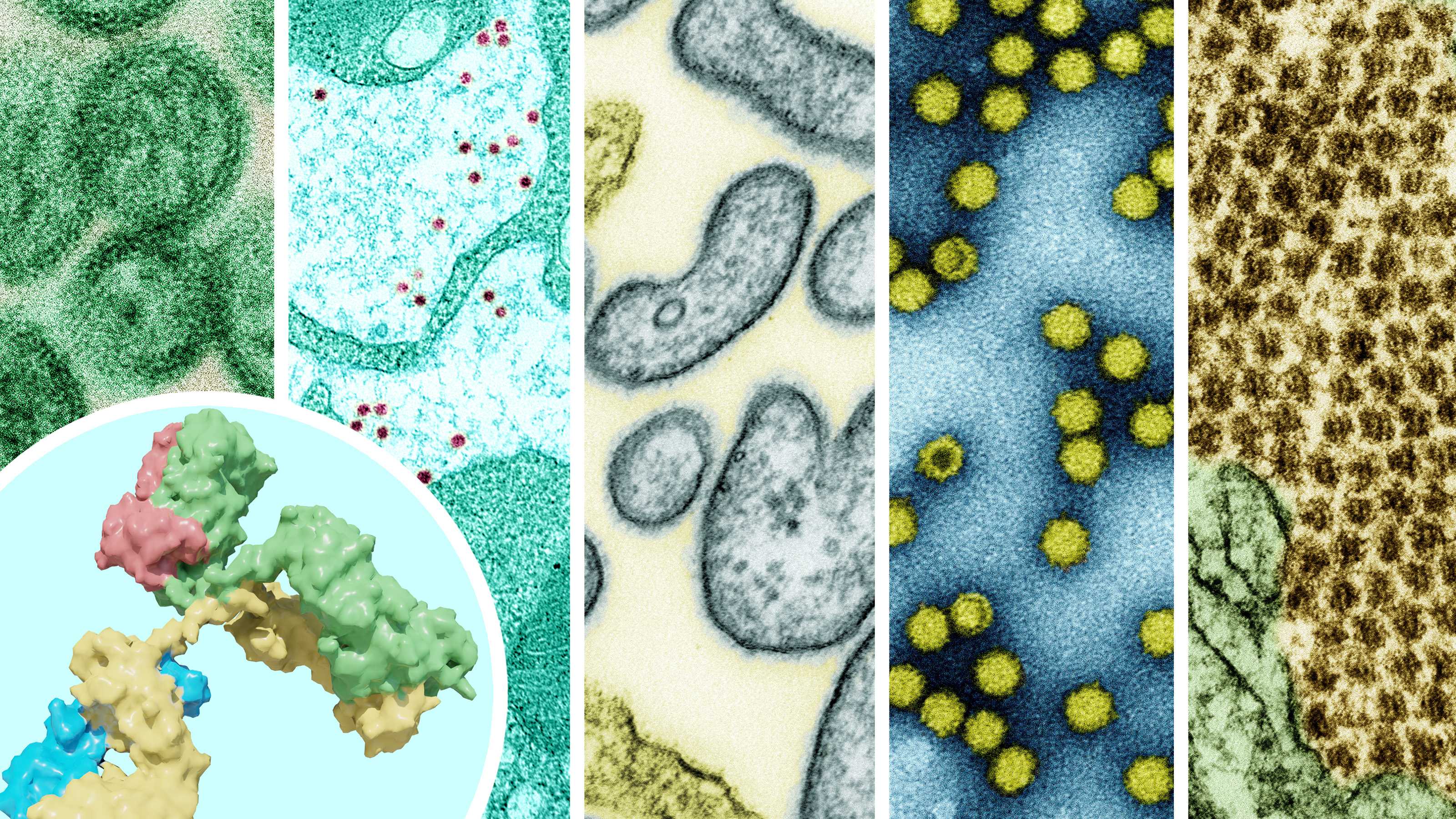 Helping research make an impact: Supporting New Zealand’s first RNA vaccine flagship