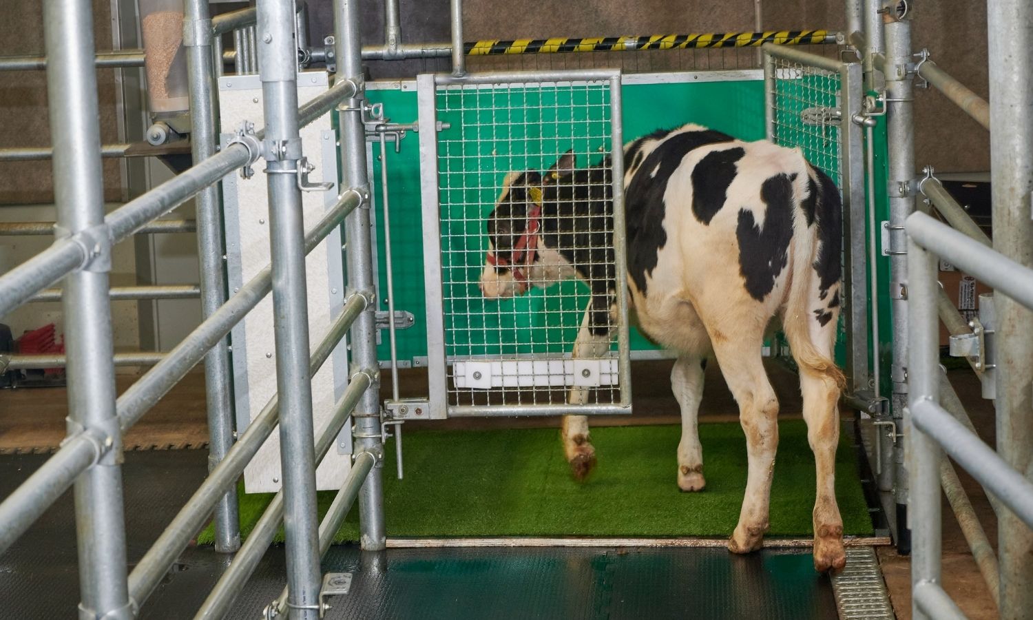 cow entering pen